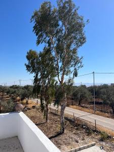 Beit Philodemus 2