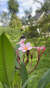 Garden Villa by Wedelia Homes