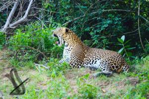 Yala Eco Tree House New