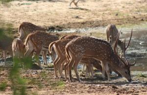 Yala Eco Tree House New