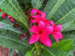 Quinta do Ananás Pineapple Farm