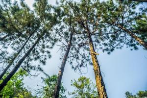 YenYen Villa - 2000m2 villa in Tam Dao Golf Course