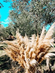 B&B / Chambres d'hotes Domaine FINCA LESSYA, Lodge insolite & SPA : photos des chambres