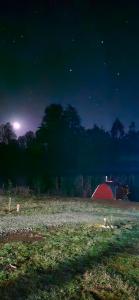 Tiny estrella sur y tinaja