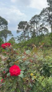 Surya hills view