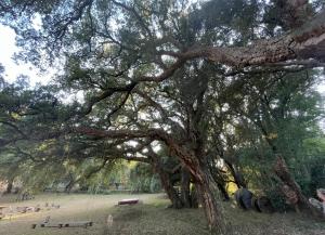 B&B / Chambres d'hotes Suite de 2 chambres - Cap Corse - Domaine 1001 nuits : photos des chambres