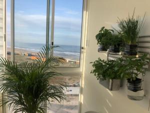 Beachfront 8th floor-free parking-surfing & naturism