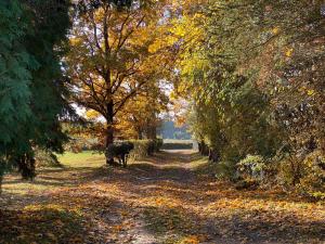 Apartament w Zabytkowej Stajni nad Jeziorem z Dostępem do Parku i Sąsiedztwem XIX wiecznego Dworku Modrzewiowego