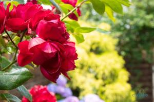 Elise am Meer - Ringwall 107