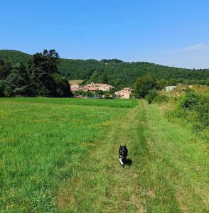B&B / Chambres d'hotes Les lits de Montbel B&B : photos des chambres
