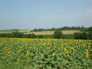 Maisons de vacances Ecolodge in France with Forest Retreat : photos des chambres