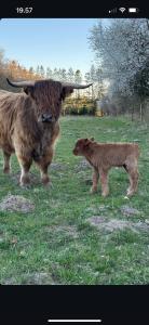 Glampingtelt telt i naturens hjerte