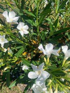 Oase der Gemütlichkeit an den See n