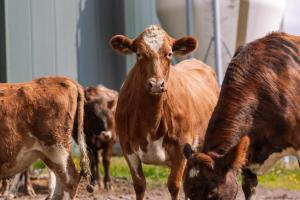 Farmhotel Efstidalur