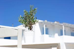 Galatis Beach Hotel Paros Greece