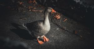 Kythira echoes stay - Lithari