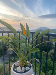 Villas Grande maison a Belgodere Balagne : photos des chambres