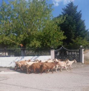Μικρός Παράδεισος - Αγροτουριστική Κατοικία