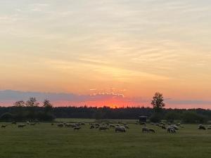 Boshuisje Doldersum: omheinde tuin en uniek uitzicht