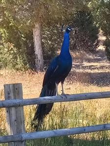 Ranchette Eagles Roost - The Atsa #9 at Wind Walker Homestead