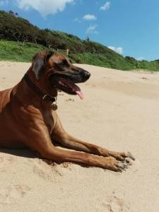 Beachfront petfriendly cottage