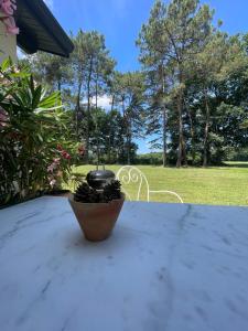 Appartements Gite Pays Basque Domaine de La Lande Les pins : Appartement 1 Chambre
