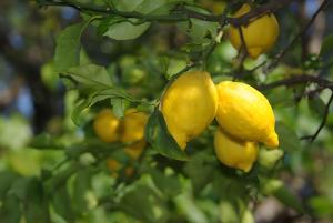 Apartment Sorrento 1