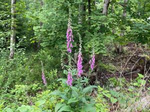 Peaceful Forest Retreat with Cottage