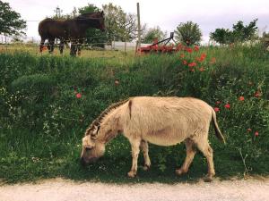 Agricampeggio La Fattoria