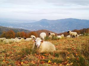 Poniwiec Mała Czantoria