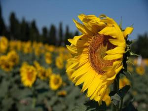 Villas Mediterranean Garden Retreat : photos des chambres