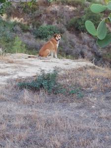 Pervolaris Cottages 1