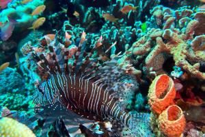 The New Gili Kolanta Indah