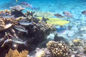 The New Gili Kolanta Indah