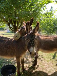 La Ferme des Lamas Dordogne