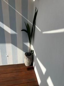 Avô Moreira Beach House