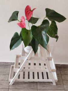 Apartmani Zara & Duje