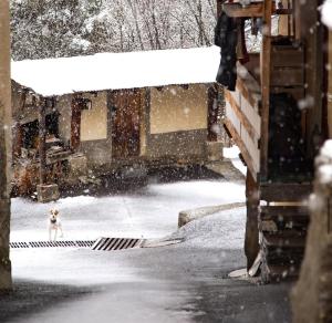 Appartements AL Cosy in Vars Ski & Nature : photos des chambres