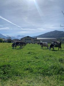 Maisons de vacances House for 11 people, 2 intimate and friendly apartments : photos des chambres