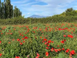 Maisons de vacances Vacation Home in Provence near Mont Ventoux : photos des chambres