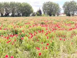 Maisons de vacances Vacation Home in Provence near Mont Ventoux : photos des chambres
