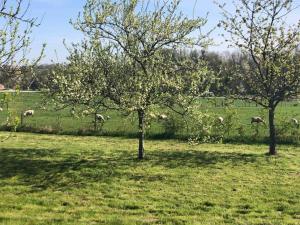 Appartements Holiday Home in Grand Est : photos des chambres