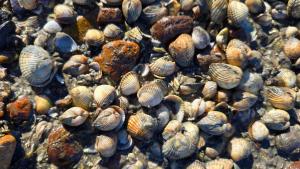 StrandGut 49 - Küste33 49