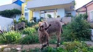 3 hvězdičkový apartmán Villa Suzi Donkey farm with seaview Šmrika Chorvatsko