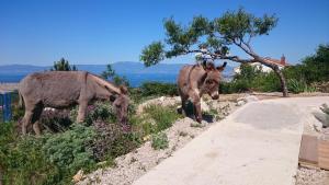 Villa Suzi Donkey farm with seaview 