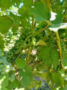 Cascina Monte Tivino