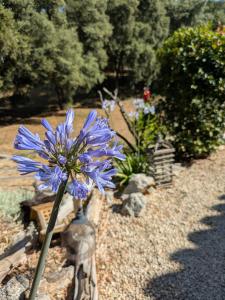 Maisons d'hotes Villa Bleucassis : photos des chambres