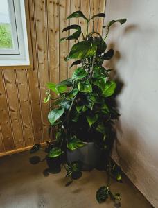 The Forgotten Farmhouse