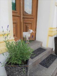 Pension "Am Stadtgraben"