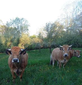 B&B / Chambres d'hotes le Domaine de Bos : photos des chambres